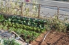 Vegetable garden on the hill Parc Mediterranean, Badalona ES