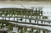 Oyster beds at St Cado