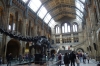 Dippie at the Natural History Museum, London GB
