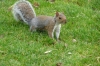 Squirrel in Tanner Street Park, London GB