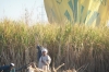 Sugar cane farmers where we landed our balloon after flying over Valley of the Kings, Luxor EG