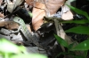 Lizard. Manuel Antonio National Park