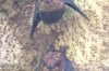 Tiny bats, female at the top has a baby with her. Manuel Antonio National Park