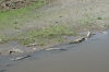 Large crocodiles on Rio Grande de Tacoles, between San Jose and Manuel Antonio