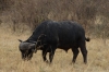 Buffalo, Masaimura National Reserve, Kenya
