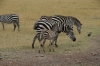 Common Zebra, Masaimura National Reserve, Kenya