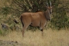 Eland Antelope, Masaimura National Reserve, Kenya