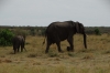 Elephant & cub, Masaimura National Reserve, Kenya