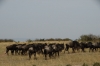 Wildebeests, Masaimura National Reserve, Kenya