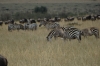 The migration of Wildebeests and Zebras, Masaimura National Reserve, Kenya