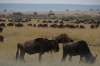 The migration of Wildebeests and Zebras, Masaimura National Reserve, Kenya