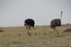 Ostrich family, Masaimura National Reserve, Kenya