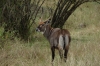 Water Buck, Masaimura National Reserve, Kenya