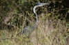 Gray crane, Masaimura National Reserve, Kenya