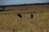Marabou Stork, Masaimura National Reserve, Kenya