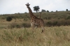 Masai Girrafes, Masaimura National Reserve, Kenya