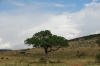 Sausage Tree (for local beer), Masaimura National Reserve, Kenya