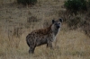 Hyena, Masaimura National Reserve, Kenya