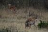Impala getting away from the Hyena, Masaimura National Reserve, Kenya