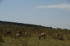Hartebeest, Masaimara, Kenya