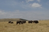 Elephants walking, Masaimara, Kenya