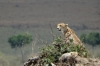 Cheetah and cub, Masaimara, Kenya