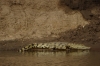 Nile Crocodile on Mara River, Masaimara, Kenya
