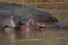Hippopotamus on the Mara River, Masaimara, Kenya