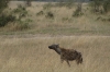 Hyena, Masaimara, Kenya
