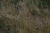 Cheetah resting in the grass, Masaimara, Kenya