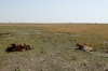 Lioness with her kill, a domestic cow, Masaimara, Kenya