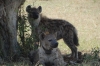 A pair of Hyenas, one is tagged, Masaimara, Kenya