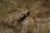 Leopard family kill a Grant's Gazelle, Masaimara, Kenya