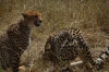 Leopard family kill a Grant's Gazelle, Masaimara, Kenya