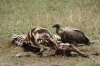 Vulture and Maribou Stork pick through a zebra carcass, Masaimara, Kenya