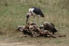 Vulture and Maribou Stork pick through a zebra carcass, Masaimara, Kenya