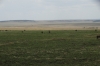 Masaimara, Kenya becoming greener. The dry grass had been burnt.