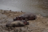 Hippopotamai on the Mara River, Masaimara, Kenya