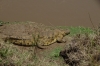 Nile Crocodile on the Mara River, Masaimara, Kenya