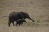 Elephants, Masaimara, Kenya