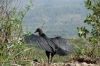 Vultures around Crater San Fernando