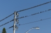 Starlings on the wires outside the Dolphin Beach Resort St Pete FL