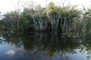 Everglades National Park, near Miami FL