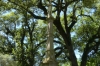 Statue in memory of the Confederate Dead in the Civil War, Natchez Memorial Park MS