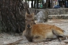 Deer on Miyajima Island, Japan