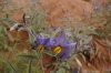 Spider weed. Monument Valley, AZ