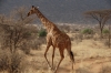 Giraffes.  Samburu National Park, Kenya