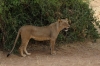 Lions.  Samburu National Park, Kenya