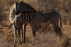 Grevy's Zebras, Buffalo Springs National Park, Kenya
