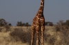Giraffes, Buffalo Springs National Park, Kenya